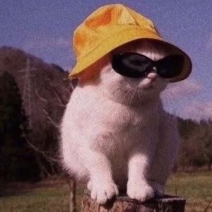 Meet your Posher, Ashton